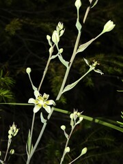 Anticlea elegans glauca