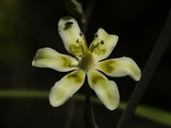 Anticlea elegans glauca
