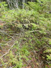 Anticlea elegans glauca