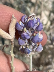 Lupinus meionanthus