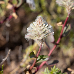 Ptilotus nobilis
