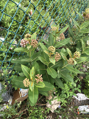 Asclepias syriaca