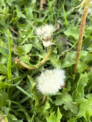 Asteraceae
