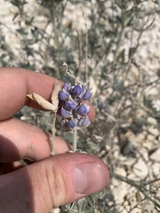 Lupinus meionanthus