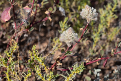 Ptilotus nobilis