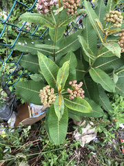 Asclepias syriaca