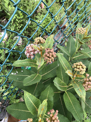 Asclepias syriaca