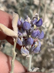 Lupinus meionanthus