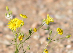 Osteospermum microcarpum microcarpum