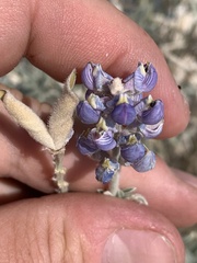 Lupinus meionanthus