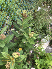 Asclepias syriaca