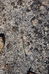 Danthonia unispicata