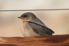 Rock Martin photo 4