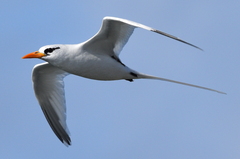 Phaethon lepturus catesbyi