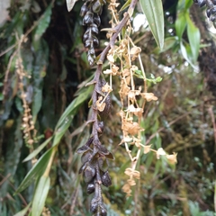 Epidendrum papallactense
