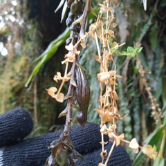 Epidendrum papallactense
