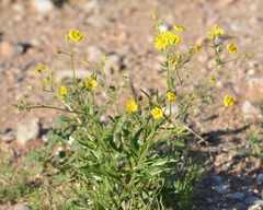Osteospermum microcarpum microcarpum