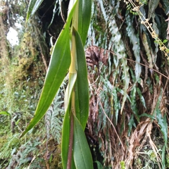 Epidendrum papallactense