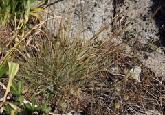 Danthonia unispicata