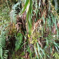 Epidendrum papallactense