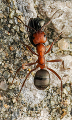 Formica sanguinea