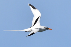 Phaethon lepturus catesbyi