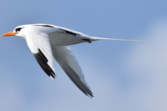 Phaethon lepturus catesbyi