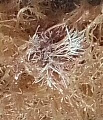 Amphiroa rigida
