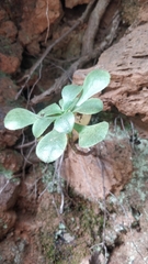 Aeonium glutinosum image