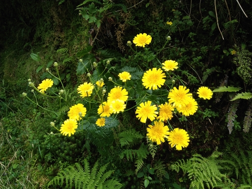 Azores tolpis