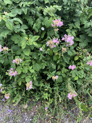 Saponaria officinalis