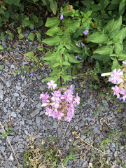 Saponaria officinalis