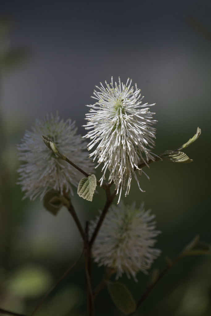 Coastal Witch-Alder