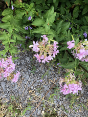 Saponaria officinalis