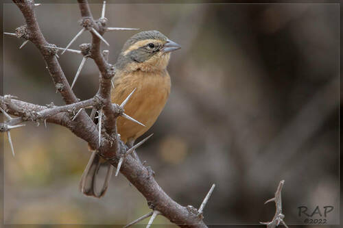 Cinnamon Warbling Finch (Poospiza ornata), photo 5