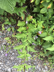 Saponaria officinalis