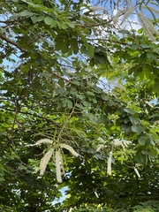 Magnoliopsida