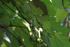 Styrax obassia