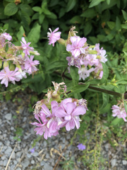 Saponaria officinalis