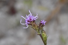 Liatris tenuis