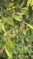 Pimenta dioica