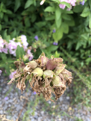 Saponaria officinalis