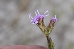 Liatris tenuis