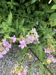 Saponaria officinalis