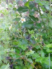 Bidens alba