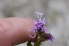 Liatris tenuis