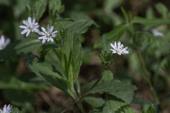 Stellaria pubera