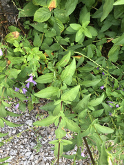 Saponaria officinalis