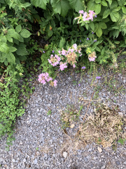 Saponaria officinalis