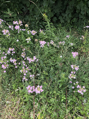 Saponaria officinalis